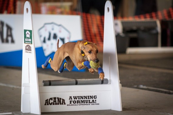 Ardingly-8867-1 (002)